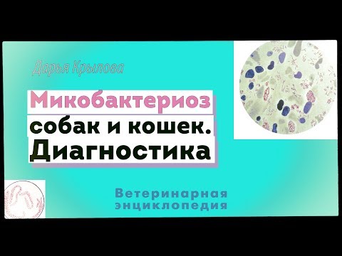 Видео: Микобактериоз у собак и кошек. Диагностика