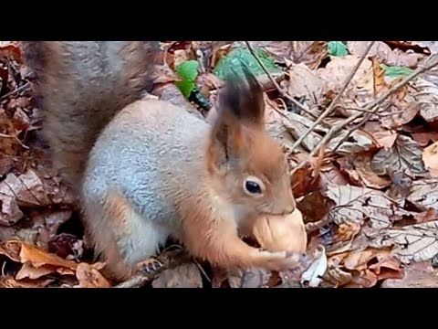 Видео: Белочки🐿❤ очень трудолюбивые и чистоплотные животные🥰 Бельчонок Бусинки🐿❤ #белки #белочка #squirrel 