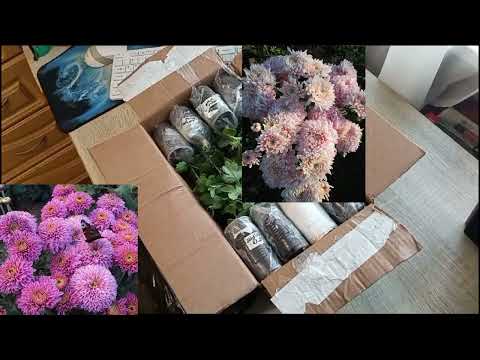 Видео: РАСПАКОВКА. ПОСЫЛКА ОТ БЛОГЕРА "ЦВЕТОЧНЫЙ САД У АЛЁНУШКИ". ХРИЗАНТЕМА КОРЕЙСКАЯ.