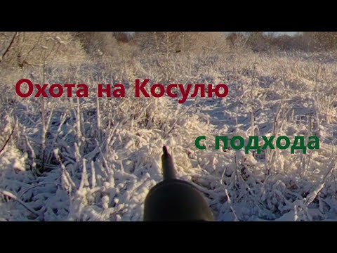 Видео: Охота на Косулю с подхода.