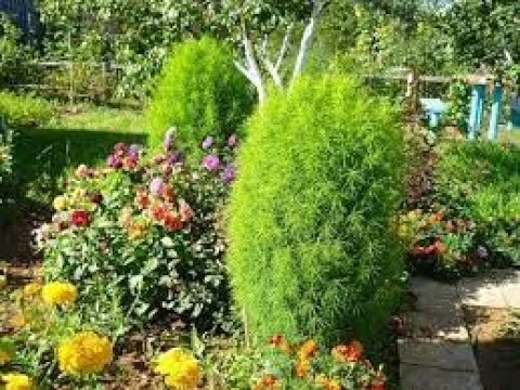 Видео: КОХИЯ / ГАЗАНИЯ / Посев семян / Всходы.