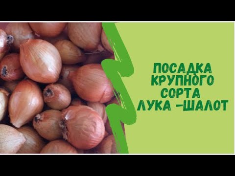 Видео: Посадка крупного сорта лука -Шалот