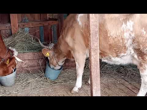 Видео: Корсаки и лисы гуляют по улицам