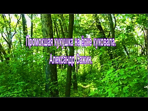 Видео: Промокшая кукушка на ёлке куковала. Александр Сажин.