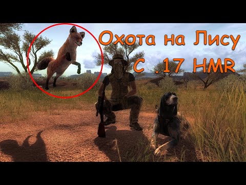Видео: 17 HMR - Тихий отстрел Лис в theHunter Classic