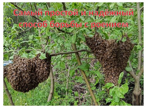 Видео: Самый лучший и надёжный способ борьбы с роением на пасеке (Часть 1)