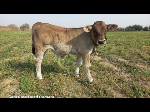 Видео: БОС КАТИ РЕНБО.  27 октября 2025 г.