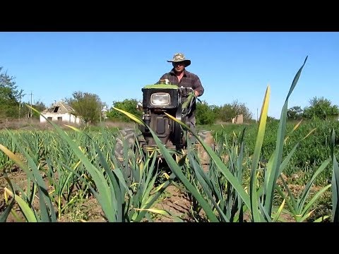 Видео: Вторая культивация чеснока!