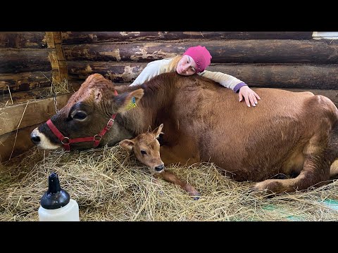 Видео: Отёл джерсейской нетели из Дании.Первая дойка коровы.