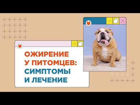 Видео: Ожирение у питомцев: симптомы и лечение
