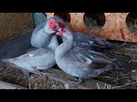 Видео: Мускусные утки тяжелых линий,  разных окрасов. Обзор семей на 2024г.