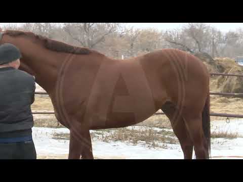 Видео: Костанайская порода лошадей находится на грани исчезновения