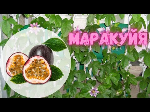 Видео: Маракуйя Пассифлора. Как вырастить маракуйю дома (у меня выросла)