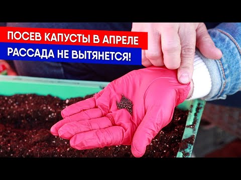 Видео: Посев капусты в апреле - рассада не вытянется!