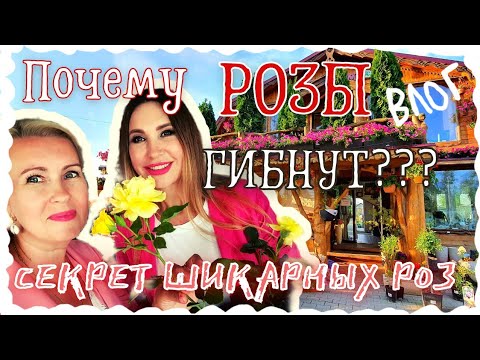 Видео: САЖАЕТ ТАК 15 ЛЕТ | ГЕКТАР РОЗ | ПЯТЬ ИСПЫТАННЫХ СОВЕТОВ | ПИТОМНИК Мир растений