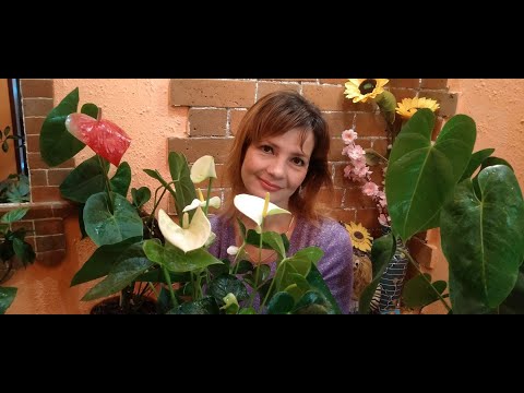 Видео: И СНОВА АНТУРИУМЫ 💐АНТУРИУМ ЗИМОЙ. УХОД ЗА АНТУРИУМОМ.