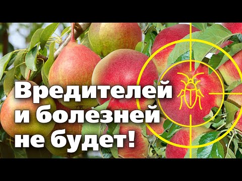 Видео: УНИЧТОЖЬТЕ ВСЕХ ВРЕДИТЕЛЕЙ И БОЛЕЗНИ ВОВРЕМЯ!