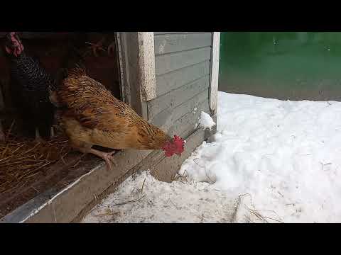 Видео: Пора глистогонить птицу. Ивермек ,Альбен.