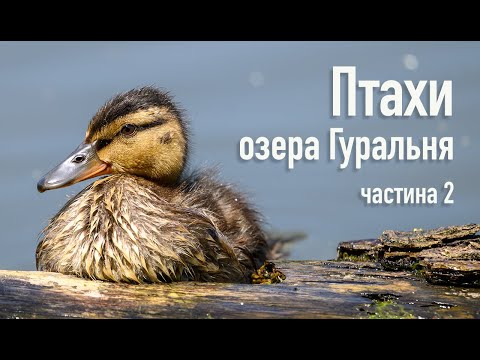 Видео: Птахи озера Гуральня. Частина 2 | Birds of Lake Guralnya. Part 2