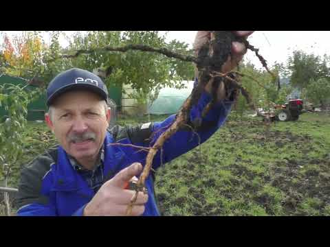 Видео: Сезон посадки нових саджанців розпочато