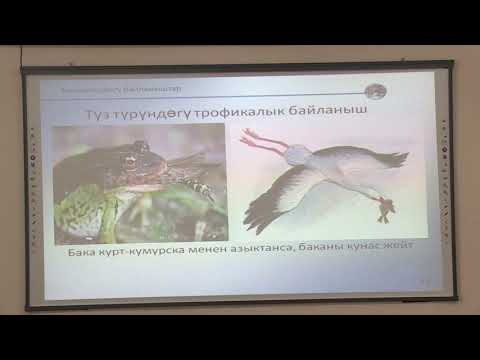 Видео: Биоценоз