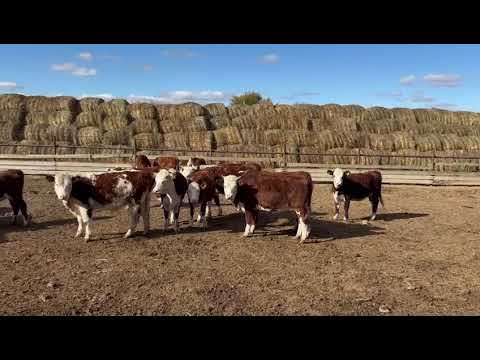 Видео: Тёлочки породы Герефорд 39 голов. Веса: +-220кг.Цена: 245 ₽/кг.Саратовск обл +7917 348-77-72 Ильдар.