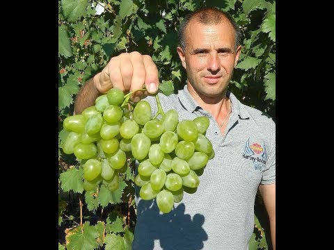 Видео: Виноград Монарх. Сезон 2017. (Grape Monarch. Season 2017)