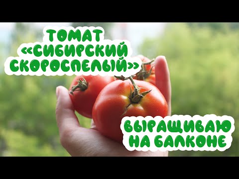 Видео: Томат "Сибирский скороспелый" на балконе: показываю результаты