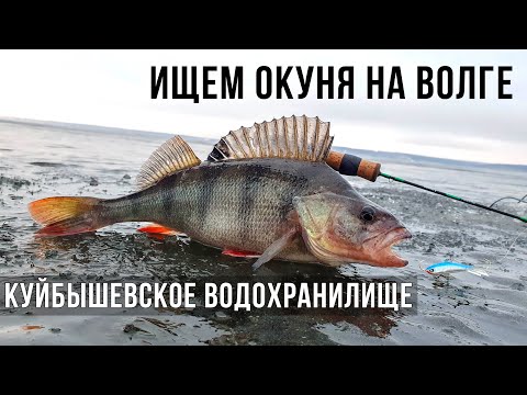 Видео: ИЩЕМ ОКУНЯ на ВОЛГЕ / Ульяновск, Куйбышевское водохранилище.