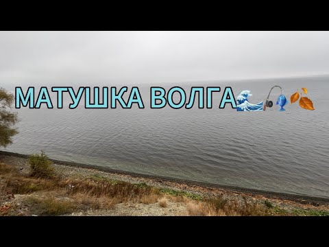 Видео: РЫБАЛКА В НИЗАХ МАТУШКИ ВОЛГИ🌊🌧️🦈