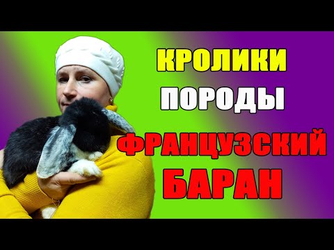 Видео: Кролики породы французский баран. Содержание и уход.