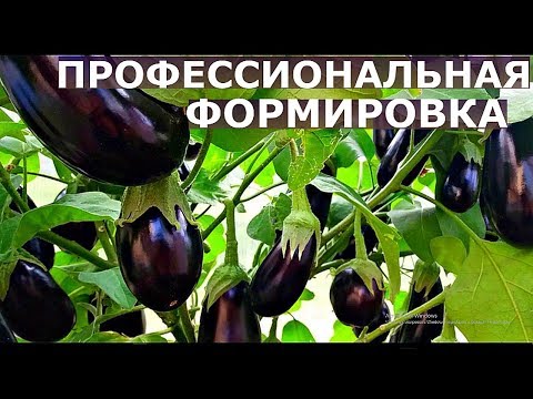 Видео: КАК ФОРМИРОВАТЬ БАКЛАЖАНЫ для большого УРОЖАЯ в разных регионах