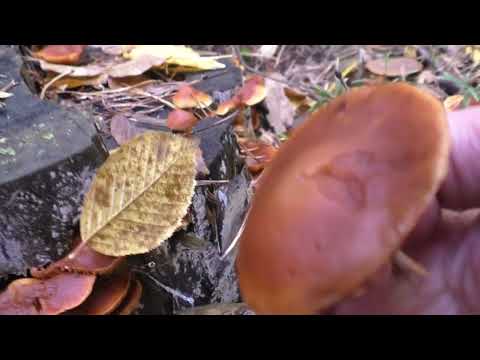 Видео: Говорушка дымчатая и Фиолетовая рядовка 🌲 Наш способ изучения Новых Грибов  в Лесу .