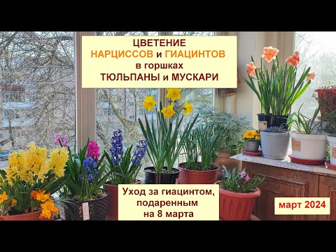 Видео: Цветение гиацинтов и нарциссов в горшке. Уход за гиацинтом после 8 марта. Тюльпаны и мускари. Март24