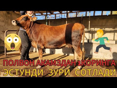 Видео: НОДИРБЕК ПОЛВОН АКАМЗДАН 1КОРИНГА ЭНГ ИШОНЧЛИГ БУГОЗЛАР СОТЛАДИ БУНСИ БОШКАЧА БУЛДИ БУГУН ДУСЛАР 