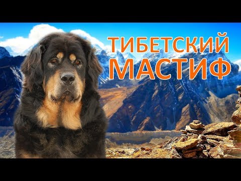 Видео: ТИБЕТСКИЙ МАСТИФ – мифы и реальность, история и ХАРАКТЕРИСТИКИ породы