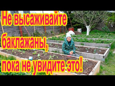 Видео: Посадка баклажан в открытый грунт