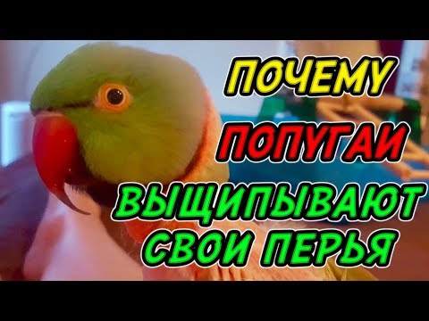 Видео: ПОЧЕМУ ПОПУГАЙ ВЫЩИПЫВАЕТ ПЕРЬЯ | ГУМАННО ЛИ ОДЕВАТЬ ПОПУГАЕВ В ОДЕЖДУ