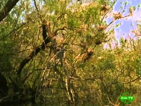 Видео: Голубой Дунай / Blue Danube. Black Sea (2004)Дунай (ВВС)