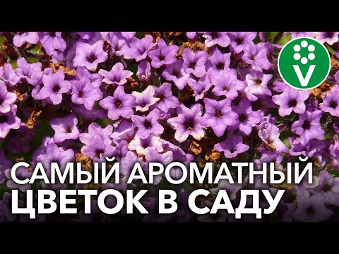 Видео: ПОСЕЙТЕ ЦВЕТОК С АРОМАТОМ ВАНИЛИ! Как вырастить из семян гелиотроп?