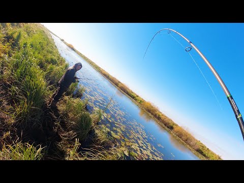 Видео: Нашли СТОЯНКУ ЩУКИ, НО не думал что может произойти такое😳Рыбалка на спиннинг осенью