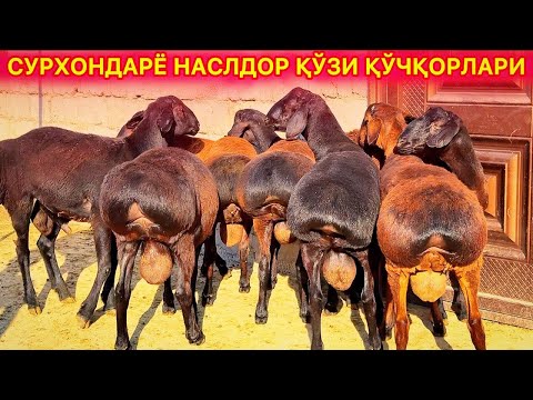 Видео: ЗЎРЛАРИДАН ОБ ҚЎЙИНГ, ҚЎЙГА ҚЎШИБ СЎНГ БОЙИНГ.
