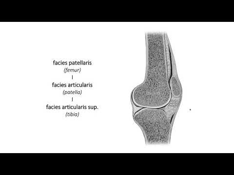 Видео: Колянна става – Articulatio genus (3:30) ┃teoriyata.com