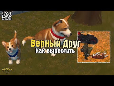 Видео: ВСЕ О ПИТОМЦАХ ЛАСТ ДЕЙ! КАК ВЫРАСТИТЬ ВЕРНОГО ДРУГА! - Last Day on Earth: Survival