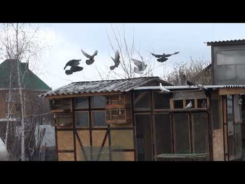 Видео: Голуби, Овцы, Перепела и Волнистые попугаи.