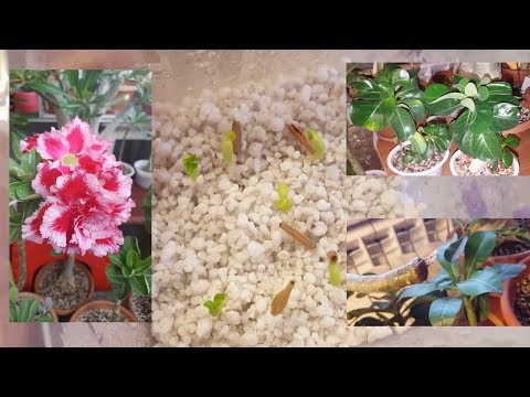 Видео: Семена адениума в перлите. Укоренение черенков. Мини адениумы.