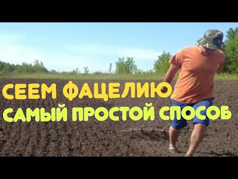 Видео: Сеем фацелию. Как сеять фацелию?Когда сеять фацелию?Сидерат.Удобрение.Красота.