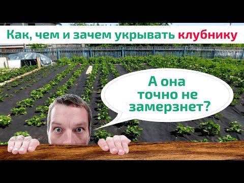 Видео: КАК И ЧЕМ УКРЫВАТЬ КЛУБНИКУ НА ЗИМУ