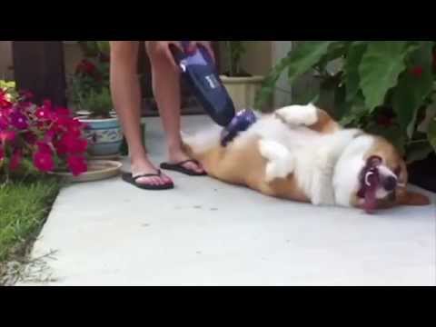 Видео: Песик корги.  Веселое видео о животных №2