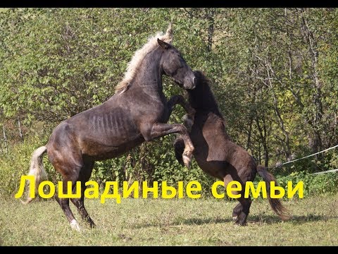 Видео: О косяках в табуне